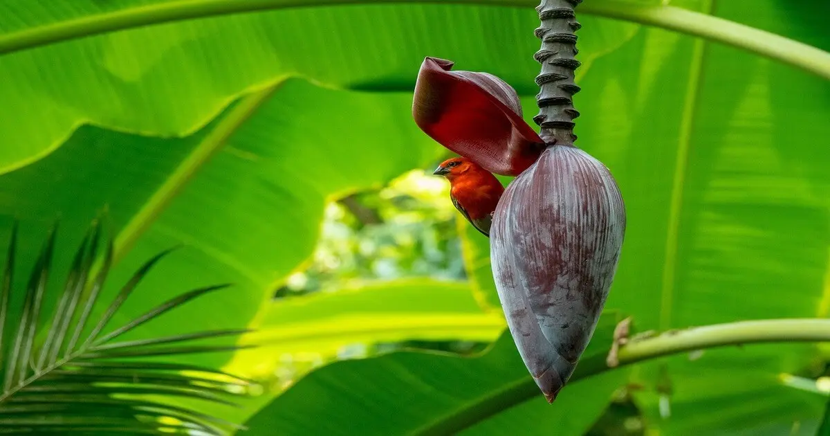 O coração de bananeira com pássaro em destaque, uma panc versátil e nutritiva para receitas sustentáveis.