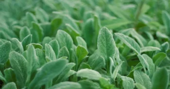 PANCs: O Poder das Plantas Alimentícias Não Convencionais