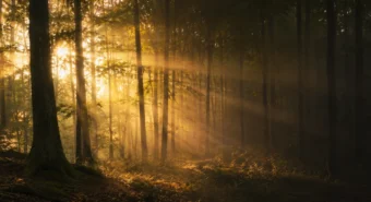 Luz dourada atravessando a floresta enevoada ao entardecer, simbolizando a testemunha que ilumina tudo sem ser tocada.